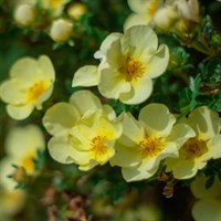 Potentilla 'Primrose Beauty' - 3L Pot
