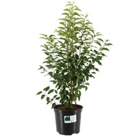 Prunus 'Augustifolia' - 7.5L Pot