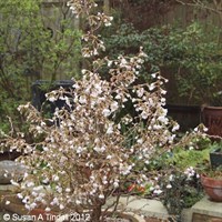 Prunus 'Koyou-No-Mai' - 3L Pot
