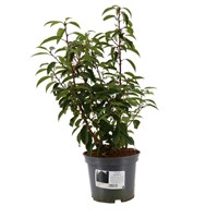 Prunus Lusitanica - 4L Pot