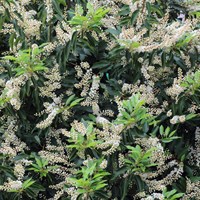 Prunus Lusitanica 'Angustifolia' - 4L Pot