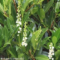 Prunus 'Otto Luyken' - 7.5L Pot