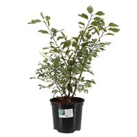 Prunus 'Variegata' - 7.5L Pot