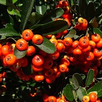 Pyracantha Cadange - 7.5L Pot