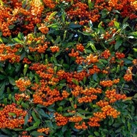Pyracantha 'Golden Paradise' - 4L Pot
