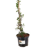 Pyracantha 'Orange Glow' - 4L Pot