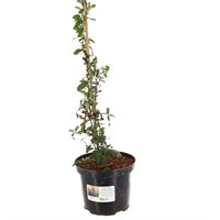 Pyracantha 'Orange Glow' - 7.5L Pot