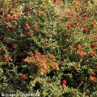 Pyracantha 'Red Column' - 4L Pot