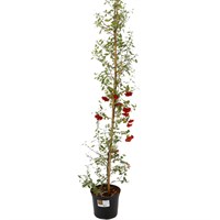 Pyracantha Red Column - 7.5L Pot