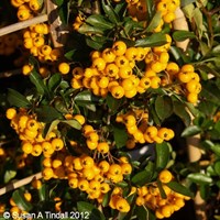 Pyracantha Soleil D'Or - 7.5L Pot