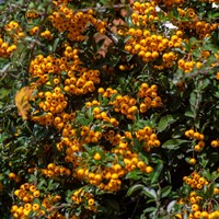 Pyracantha Sunny Star - 7.5L Pot