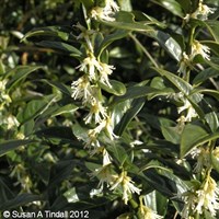 Sarcococca Confusa - 3L Pot