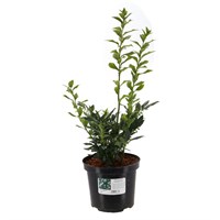 Sarcococca Hookeriana - 4L Pot