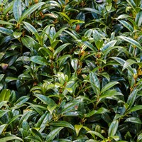 Sarcococca Ruscifolia - 4L Pot