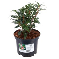 Sarcococca 'Winter Gem' - 3L Pot