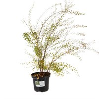 Spiraea Arguta' - 4L Pot