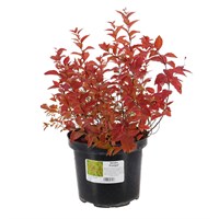 Spiraea 'Firelight' - 4L Pot