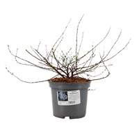 Spiraea nipp. 'Snowmound' - 3L Pot