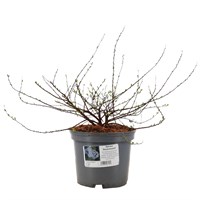 Spiraea nipp. 'Snowmound' - 7.5L Pot