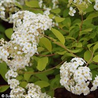 Spiraea Vanhouttei - 4L Pot