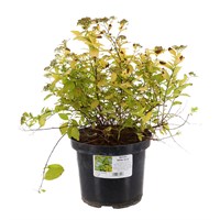 Spiraea 'White Gold' - 3L Pot