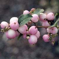 Symphoricarpos 'Magic Berry' - 3L Pot