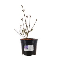 Syringa patula 'Miss Kim' - 3L Pot