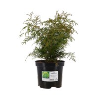 Thuja 'Golden Globe' - 3L Pot