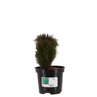 Thuja 'Teddy' - 3L Pot