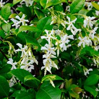 Trachelospermum Golden Memories - 4L Pot