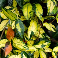 Trachelospermum 'Star Wars' - 4L Pot