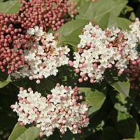Vibernum Gwenllian - 4L Pot
