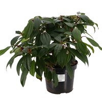 Viburnum davidii - 7.5L Pot