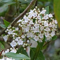 Viburnum 'French White' - 4L Pot