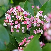 Viburnum 'Lisarose' - 4L Pot