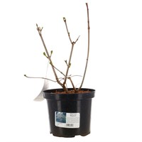 Viburnum Opulus Roseum - 4L Pot