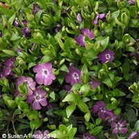 Vinca 'Atropurpurea' - 5L Pot