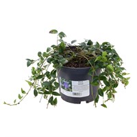 Vinca Minor - 2L Pot