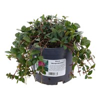 Vinca minor 'Atropurpurea' - 2L Pot