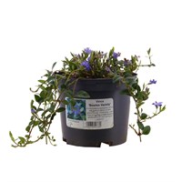 Vinca minor 'Bowles Variety' - 2L Pot