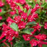 Weigela All Summer Red' - 7.5L Pot