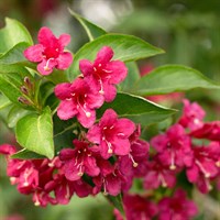 Weigela 'Bristol Ruby' - 7.5L Pot