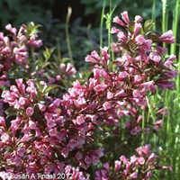 Weigela Florida 'Foliis Purpurea' - 7.5L Pot