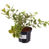 Weigela florida 'Magical Rainbow' - 4L Pot
