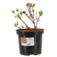 Weigela Florida Red Prince - 4L Pot