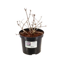 Weigela 'Pink Poppet' - 3L Pot