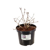 Weigela 'Pink Poppet' - 7.5L Pot