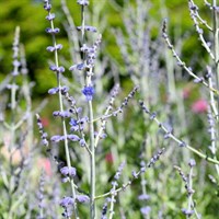 Perovskia Blue Spire Perennial Plant 9cm - Set of 3
