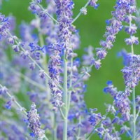 Perovskia Lacey Blue Perennial Plant 9cm Pot - Set of 3