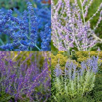 Perovskia Perennial Set - Mixed Colours - 6 x 9cm Pots